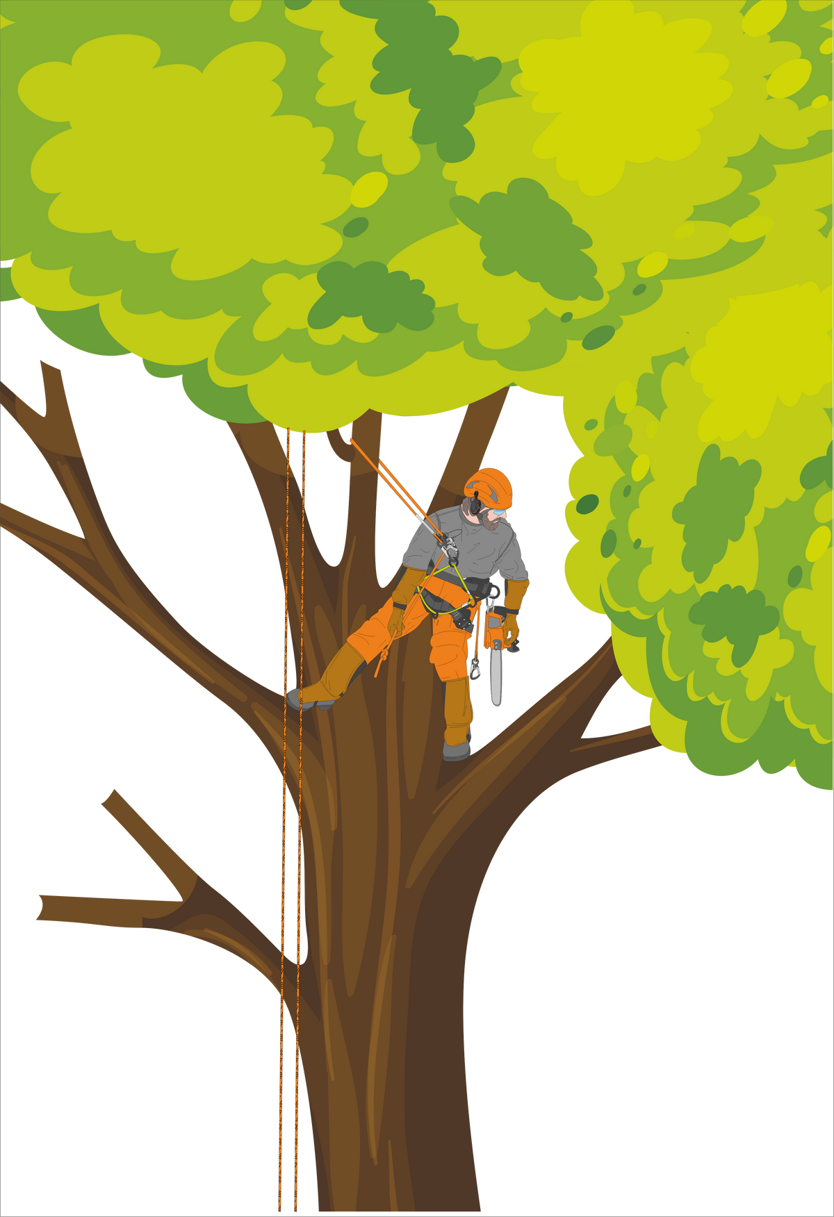 Arboriste